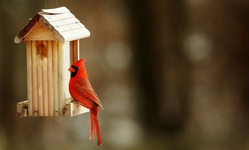 Kardinolas, Birdhouse, Gamta