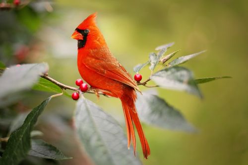 Kardinolas, Paukštis, Raudona, Holly Uogos, Gamta, Laukinė Gamta, Ornitologija, Red Bird