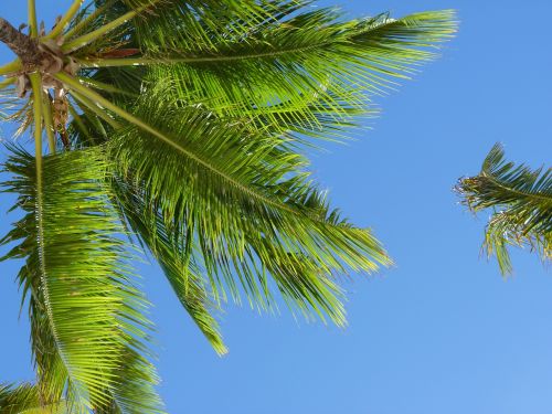 Karibai, Kokoso Medžiai, Delnas
