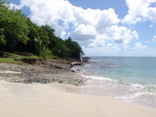 Karibai, Papludimys, Mabouya, Horizontalus, Vandenynas, Tropicale