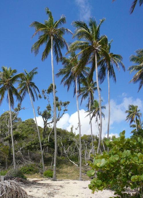Karibai, Martinique, Gamta, Kokoso Medžiai, Medžiai