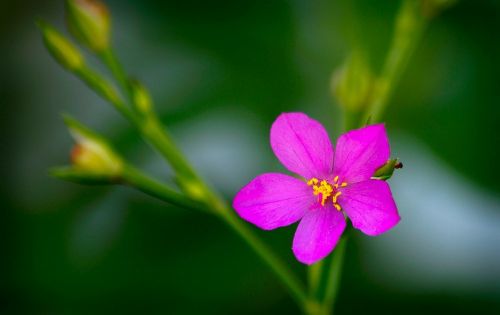 Carirú Gėlė, Horta, Talinum Esculentum