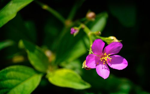 Carirú Gėlė, Horta, Talinum Esculentum