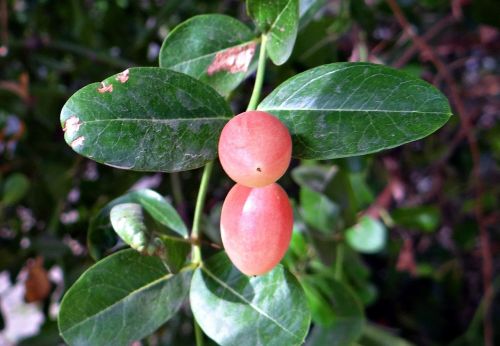 Karisos Karados, Apocynaceae, Karonda, Uogos, Vaisiai, Prinokę, Raudona, Indija