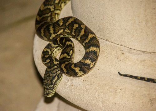 Kilimų Python, Python, Australia, Queensland, Gyvatė, Oda, Modelis, Iš Arti, Laukiniai