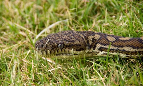 Kilimų Python, Gyvatė, Python, Galva, Iš Arti, Akys, Žolė, Juoda, Geltona, Modelis, Australia, Queensland, Oda, Laukiniai