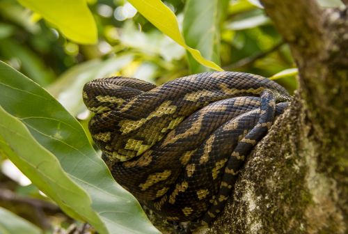 Kilimų Python, Gyvatė, Python, Suvynioti, Iš Arti, Miega, Žolė, Juoda, Geltona, Modelis, Medis, Filialas, Australia, Queensland, Oda, Laukiniai