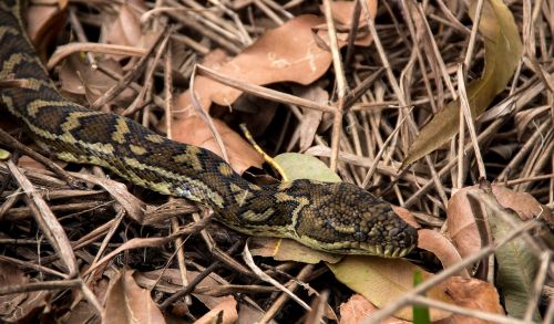 Kilimų Python, Gyvatė, Python, Galva, Iš Arti, Akys, Juoda, Geltona, Modelis, Kamufliažas, Australia, Queensland, Oda, Laukiniai