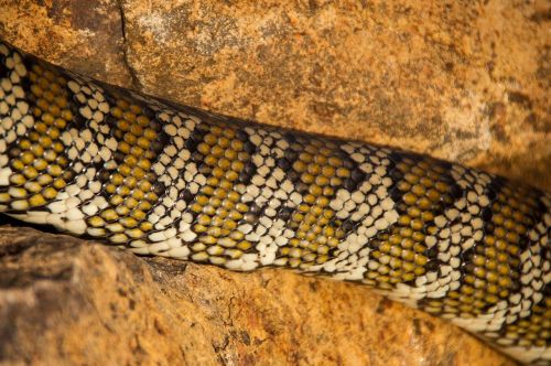 Kilimų Python, Python, Australia, Queensland, Gyvatė, Oda, Modelis, Iš Arti, Rokas, Laukiniai