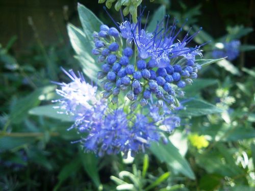 Caryopteris, Gėlė, Mėlynas