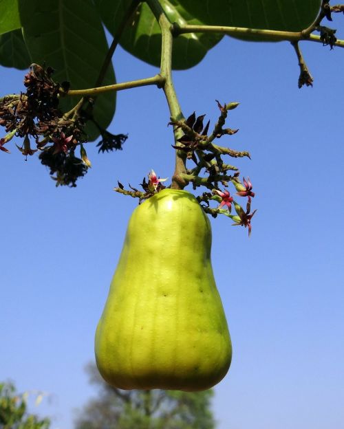 Anakardžių Riešutai, Vaisiai, Medis, Anacardiaceae, Mango Šeima, Prinokę, Geltona, Indija