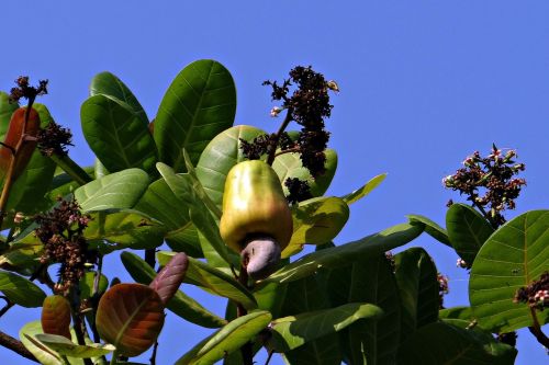 Anakardžių Riešutai, Vaisiai, Medis, Anacardiaceae, Mango Šeima, Prinokę, Geltona, Indija