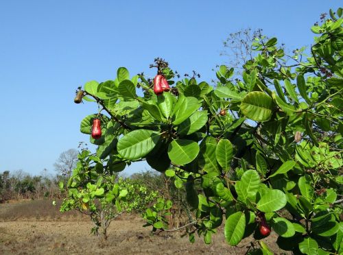 Anakardžių Riešutai, Vaisiai, Medis, Anacardiaceae, Mango Šeima, Prinokę, Raudona, Indija