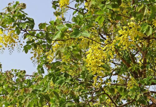 Cassia Fistula, Aukso Dušo Medis, Amaltas, Gėlės, Geltona, Fabaceae, Indija