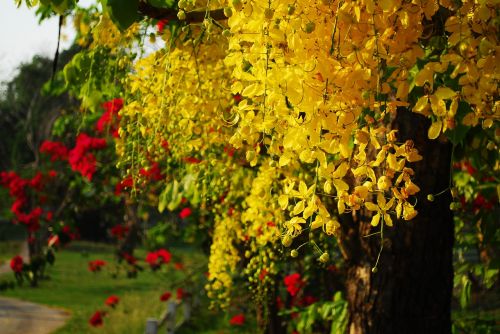 Cassia Fistula, Aukso Dušo Medis, Tajų Gėlė, Tailandas, Gėlė, Medis