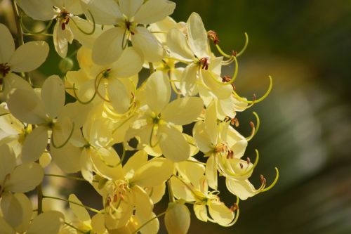 Cassia Fistula L,  Gėlė,  Geltona,  Kango Jena,  Osaka,  Fabaceae