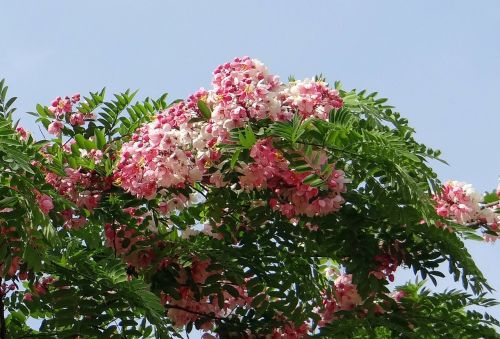Cassia Javanica, Java Cassia, Rožinis Dušas, Obuolių Žiedų Medis, Vaivorykštės Dušo Medis, Gėlė, Flora, Bangalore, Lalbagh, Botanikos Sodas, Indija