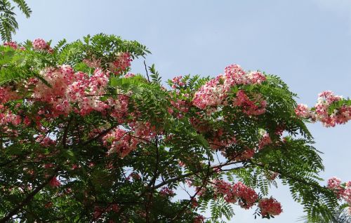 Cassia Javanica, Java Cassia, Rožinis Dušas, Obuolių Žiedų Medis, Vaivorykštės Dušo Medis, Gėlė, Flora, Bangalore, Lalbagh, Botanikos Sodas, Indija
