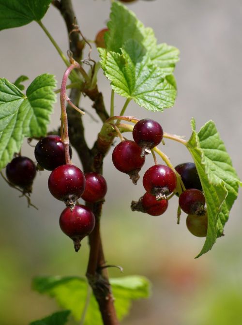 Cassis, Vaisiai, Vasara