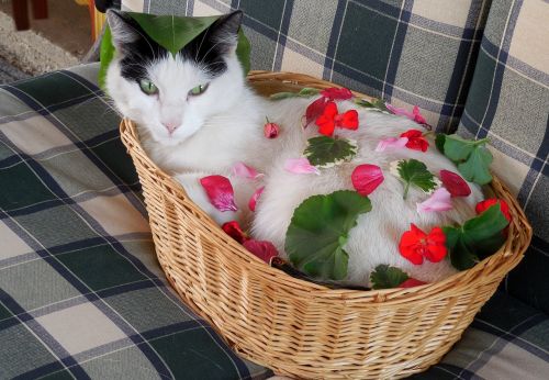 Katė, Gėlės, Dekoruoti, Krepšelis