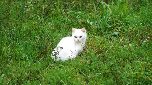 Katė, Baltas Kačiukas, Augintiniai