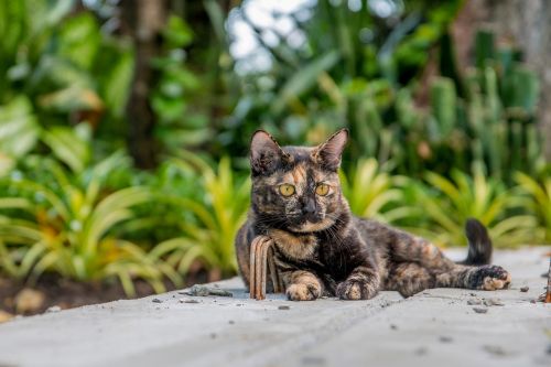 Katė, Katė Tailandas, Parkai