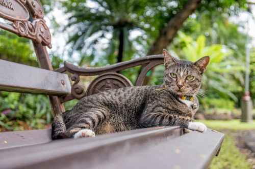 Katė, Katė Tailandas, Parkai, Mažoji Indian Civet, Dryžuota Civet