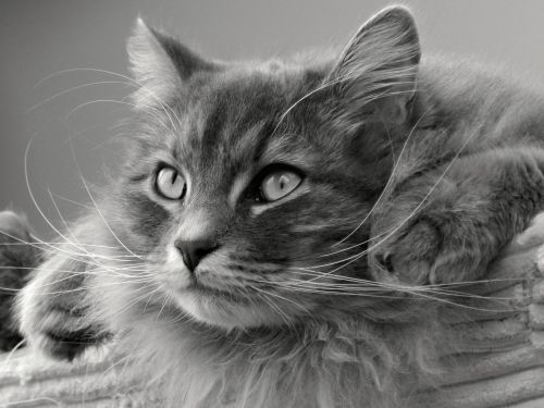 Katė, Siberianas, Tomcat