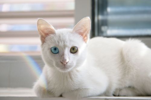 Katė, Mielas, Balta Katė, Persų Katė, Skirtumas Yra, Akių Spalva, Baltas Kailis