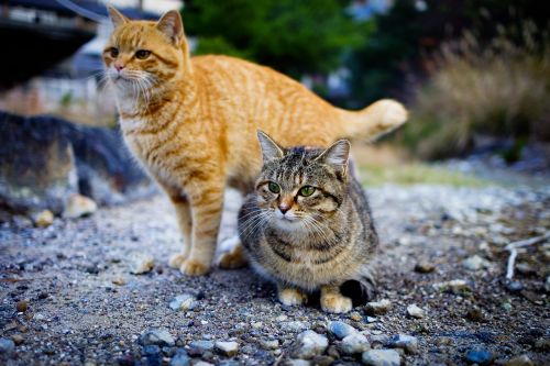Katė, Japonija, Gyvūnas, Kačiukas