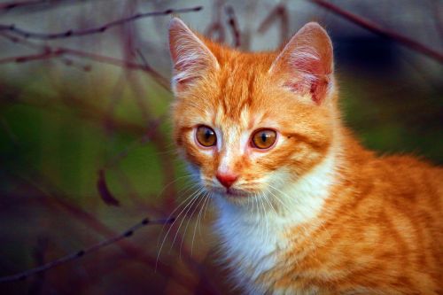 Katė, Kačiukas, Katė Kūdikis, Raudonos Skumbrės Tabby, Kačių Portretas, Ruduo, Raudona Katė