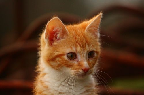 Katė, Kačiukas, Raudonos Skumbrės Tabby, Kačių Portretas, Katė Kūdikis, Raudona Katė, Jaunas Katinas