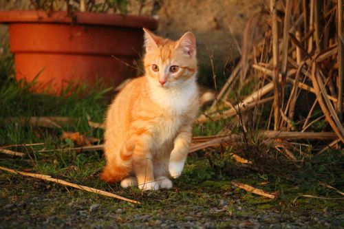 Katė, Kačiukas, Raudonos Skumbrės Tabby, Raudona Katė, Jaunas Katinas, Katė Kūdikis