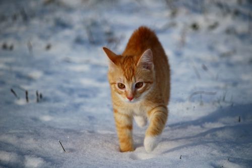 Katė, Kačiukas, Sniegas, Raudona Katė, Jaunas Katinas, Raudonos Skumbrės Tabby, Žiema, Šaltis