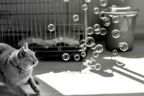 Katė, Burbuliukai, Gyvūnai, Žaisti