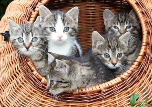 Katė, Kačiukas Krepšelyje, Kūdikiai, Gyvūnai, Kačiukas, Krepšelis, Mėlynos Akys