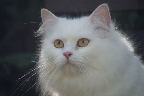 Katė, Balta Katė, Vokiečių Ilgaplaukių Katė, Ilgaplaukis Katinas
