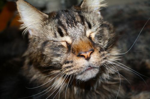 Katė, Tomcat, Gyvūnas, Naminis Gyvūnėlis, Kačių Veido, Maine Coon
