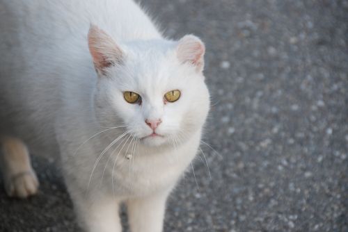 Katė, Balta, Vaizdas, Kovos Takai