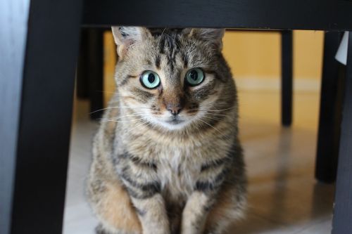 Katė, Tabby Katė, Žaliosios Katės Akys