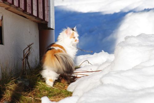 Katė, Katė Sniege, Balta Katė, Ant Lamo, Žiemos Katė