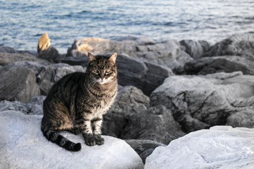Katė, Atrodo, Naminis Gyvūnėlis, Laisvas, Stebėdamas, Jūra, Akmenys