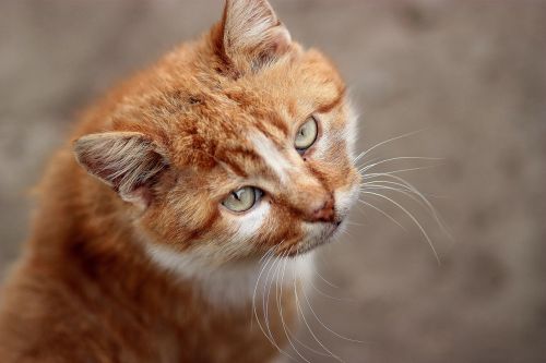 Katė, Oranžinė, Portretas, Žalios Akys