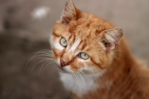 Katė, Oranžinė, Portretas, Žalios Akys