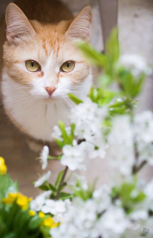 Katė, Mėgstamiausia, Pavasaris, Vyšnių Žiedų, Balti Žiedlapiai, Gamta, Gėlės, Namas, Gyvūnas