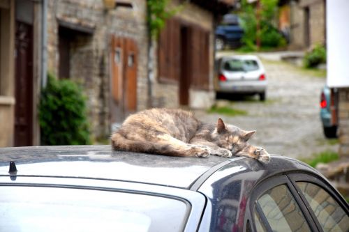 Katė, Miega, Automobilis