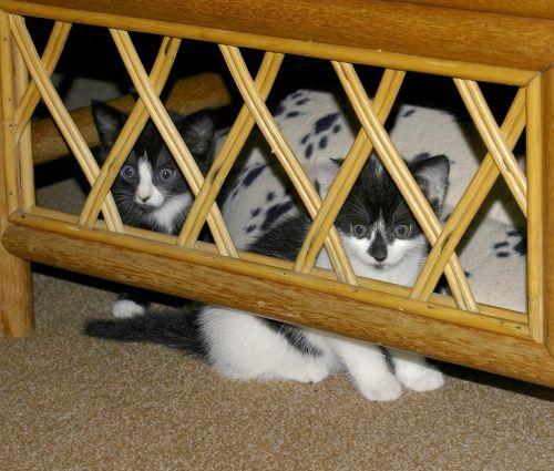 Katė, Kačiukai, Paslėpta, Slėpti, Slepiasi, Katės, Mažas