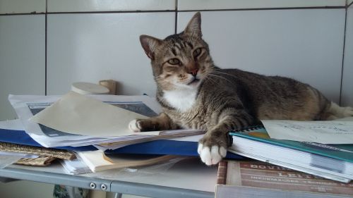 Katė, Miegamasis, Studijos