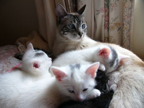 Katė, Kačiukas, Balta, Kartu, Šeima, Kačių, Kačiukas