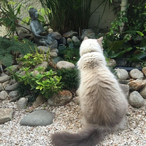 Katė, Meditacija, Buda